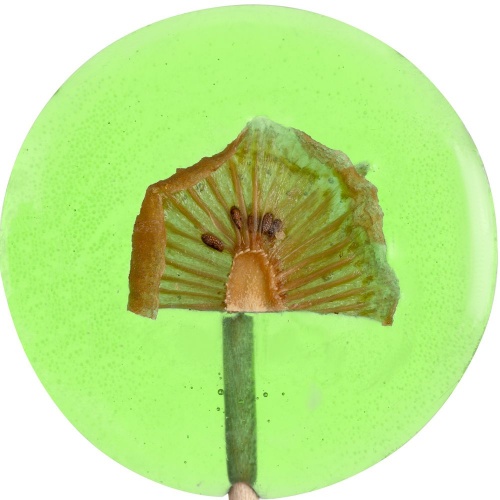Леденец Lollifruit, зеленый с киви фото 3